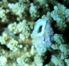 Drupella cornus