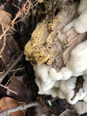 Ceratiomyxa