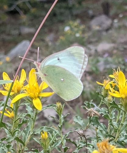Queen Alexandra’s Sulphur photo 5