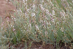 Astragalus lyallii