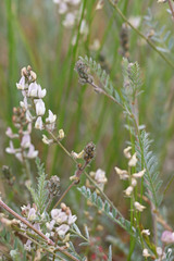 Astragalus lyallii