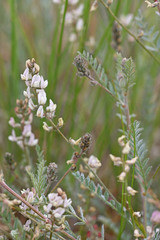 Astragalus lyallii