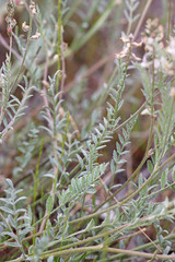 Astragalus lyallii