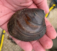 Reginaia ebenus