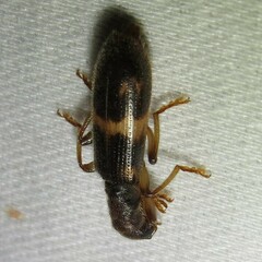 Cymatodera undulata