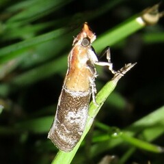 Moodna pallidostrinella