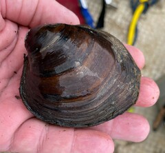 Reginaia ebenus