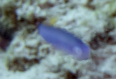 Ptereleotris helenae