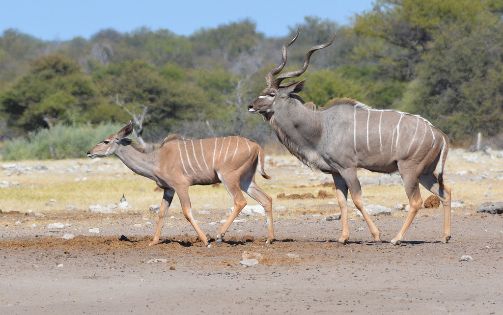 Greater Kudu