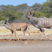 Greater Kudu - Photo (c) copper, some rights reserved (CC BY-NC), uploaded by copper