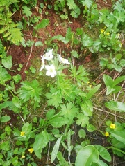 Anemonastrum sibiricum