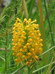 Platanthera cristata
