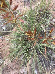 Sorghum leiocladum