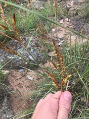 Sorghum leiocladum