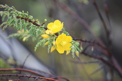 Hypericum goyanesii