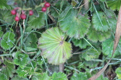 Alchemilla orbiculata