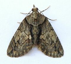 Hydriomena chiricahuata