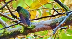 Eupherusa nigriventris