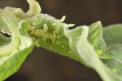 Pseudococcidae