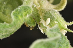 Pseudococcidae