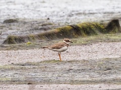 Charadrius dubius