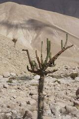 Browningia candelaris