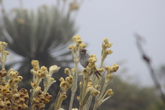 Espeletia