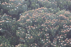 Linochilus rosmarinifolius