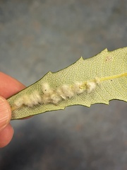 Dasineura banksiae