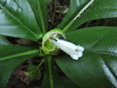 Hemiboea subcapitata