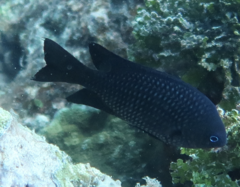 Pomacentrus magniseptus