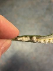 Dasineura banksiae