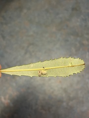 Dasineura banksiae