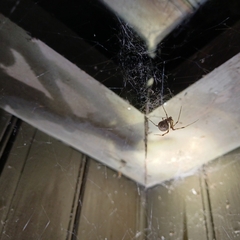 Parasteatoda tepidariorum
