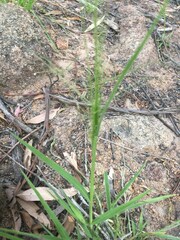 Panicum effusum