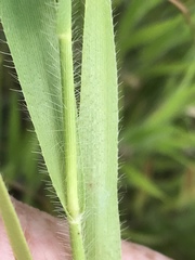 Amphicarpum amphicarpon