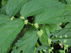 Elatostema stewardii