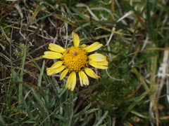 Hymenoxys brandegeei