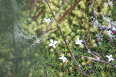 Arcytophyllum muticum