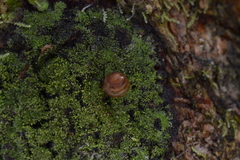 Euconulus fulvus