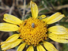 Hymenoxys brandegeei