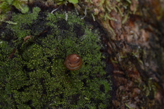 Euconulus fulvus