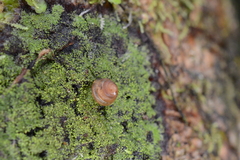 Euconulus fulvus
