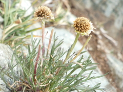 Hymenoxys brandegeei