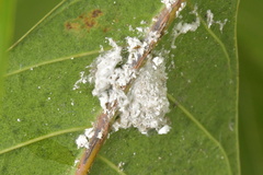 Pseudococcidae