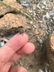 Cubicorhynchus maculatus