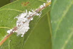 Pseudococcidae