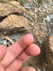 Cubicorhynchus maculatus