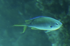 Chromis atripectoralis