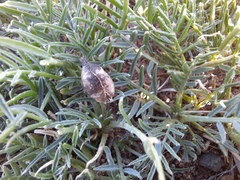 Oxytropis squammulosa